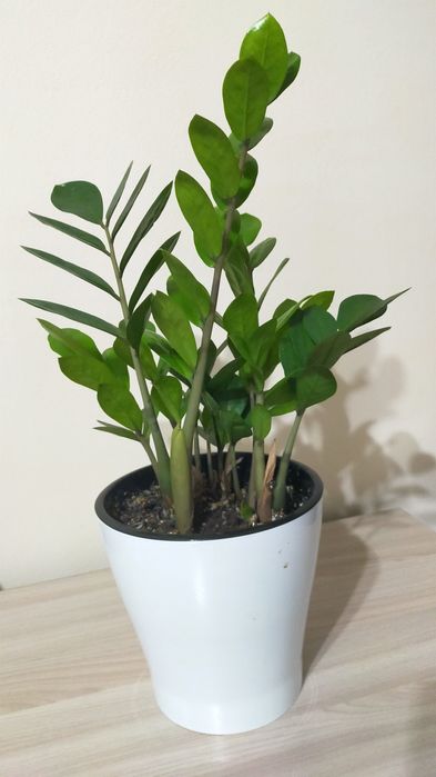 Продам долларовое дерево