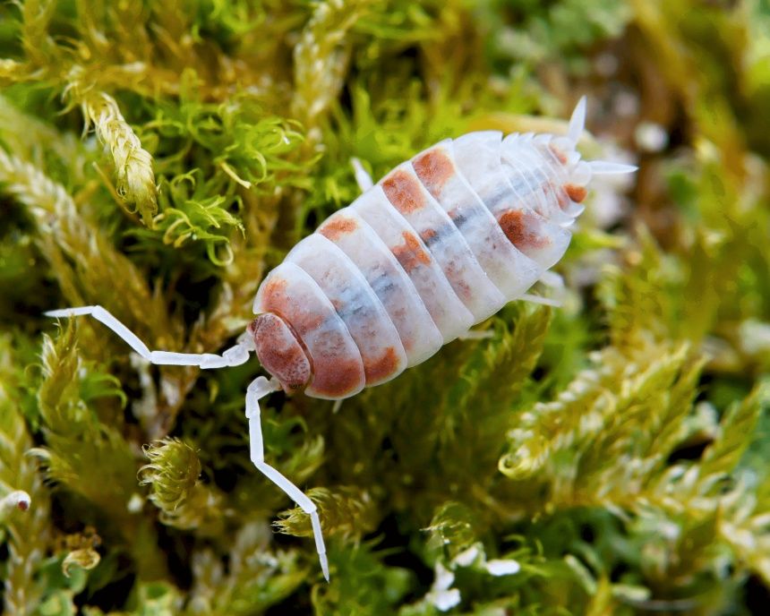 Izopozi/ izopode/milipedes