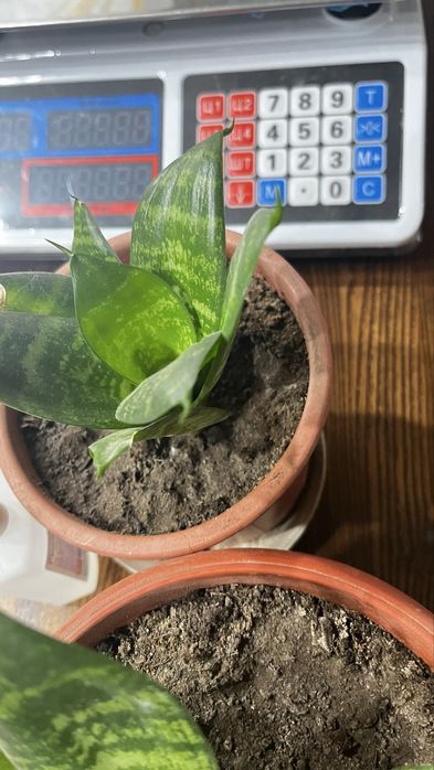 Цветы есть в наличии