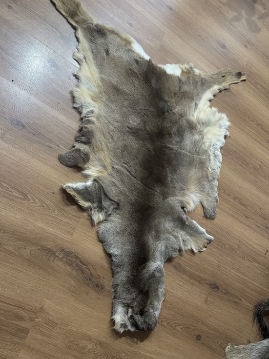 Trofeu Blana caprioara