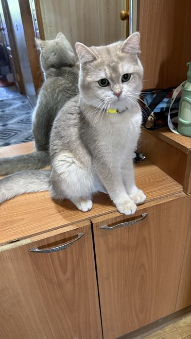 Скотиш Фолд Шиншиллы на вязку