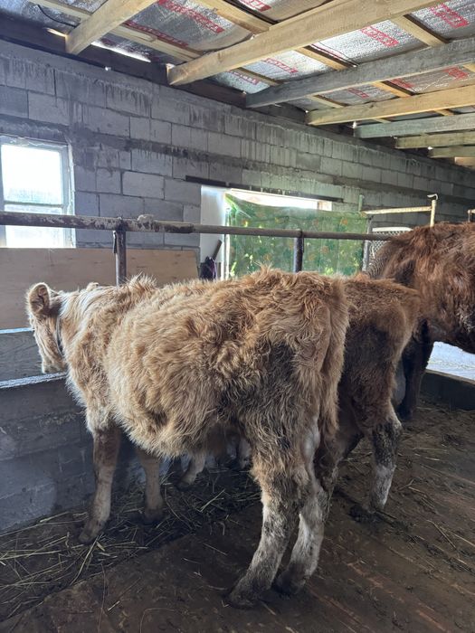 Подсостар сатылады