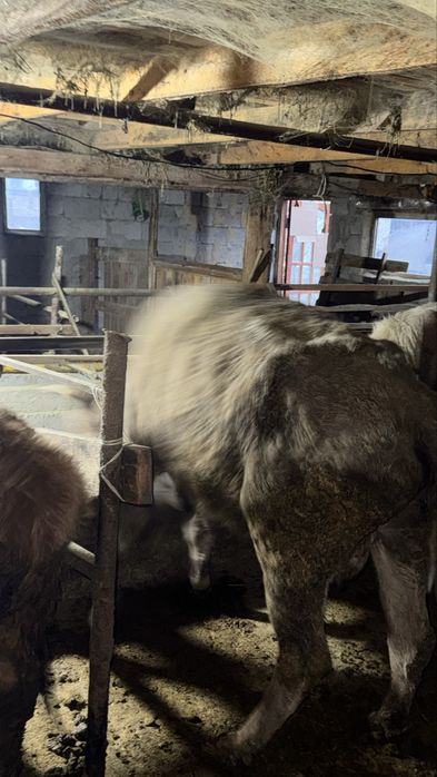 Сиыр сатылады 4 ші тума