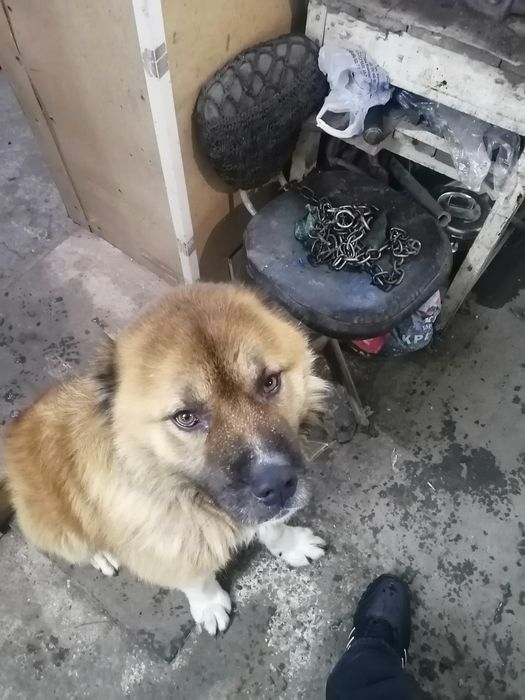 Вязка Кавказская овчарка