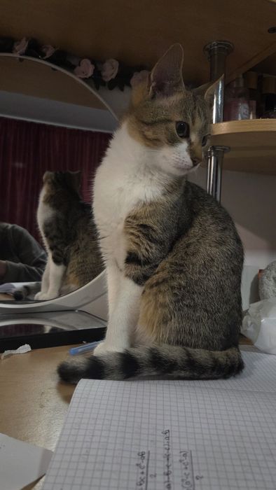 DONEZ două pisici și un motan