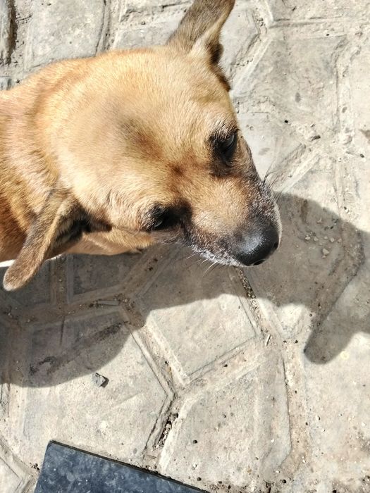 Отдам в добрые руки собачку