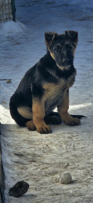 Щенок немецкой овчарки