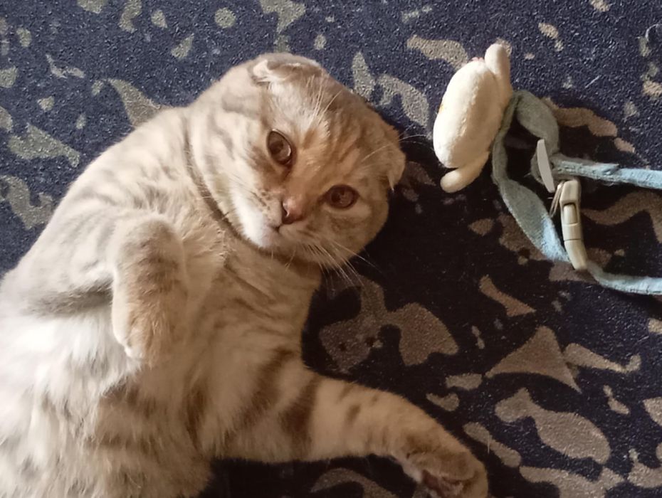 Продаю очень красивая кошка