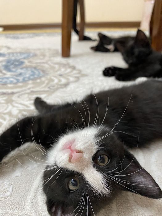 Отдам котят в добрые руки