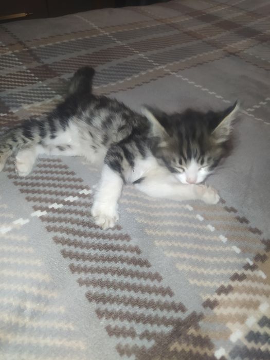 Mushuk sotiladii