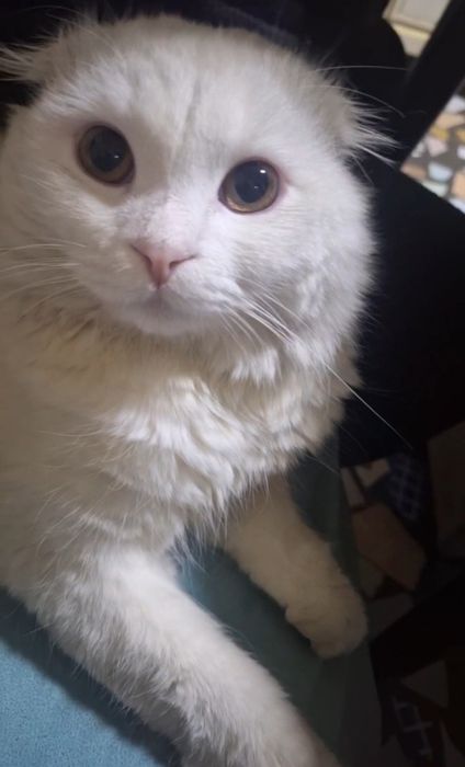 Vyazkaga erkak mushuk