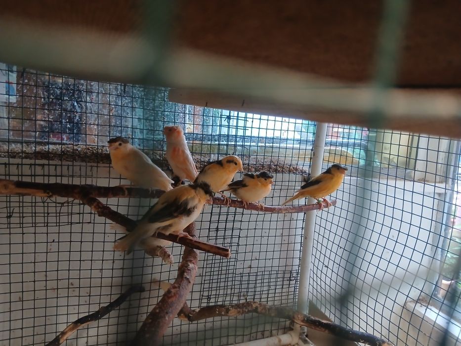 canari masculi tineri