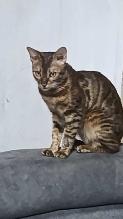 Бенгальская золотистая кошка