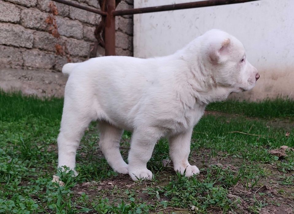 Щенки порода Алабай возраст 40дней