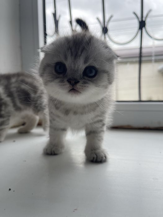 Скотиш фолд мушук болалари Сотилади