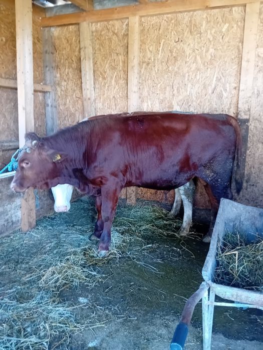 Tauras angus opt luni