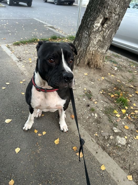 Femela amstaff donez