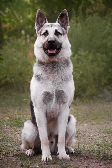 Вязка кобель ВЕО