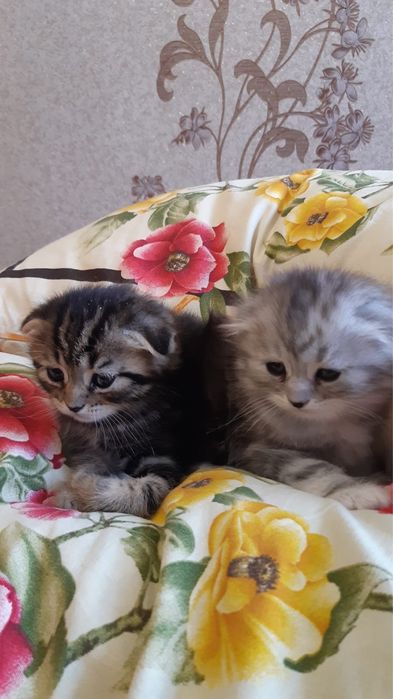 Продам ласковых котят