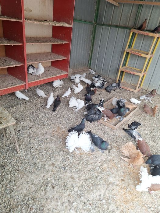 Птицы голуби канарейки