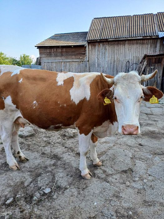 Vaci de vânzare la Vama Buzaului-Acriș