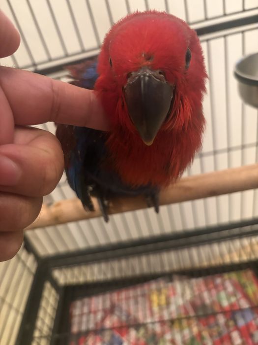 Papagal eclectus, femela 2026