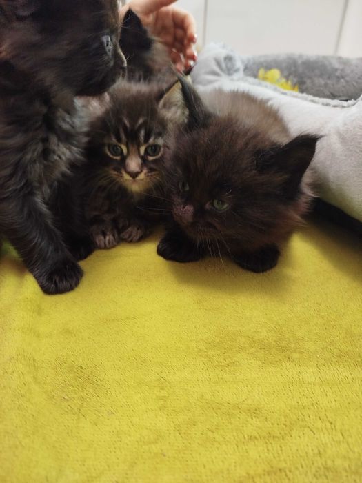 Малки котенца -Мейн Куун