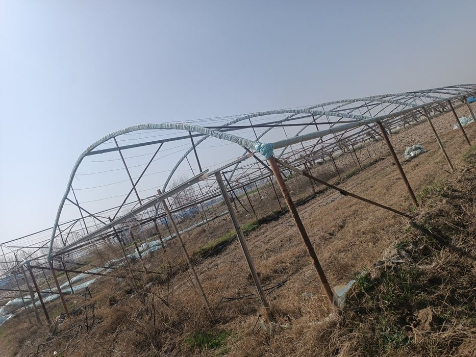 Issiqxona sotiladi faqat klyonkasi yuq boshqa xamma narsani bor