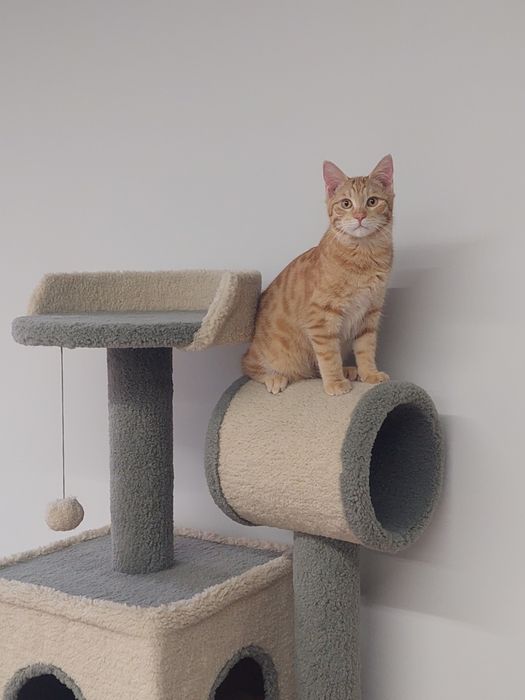 Котенок мальчик кастрирован Ташкент