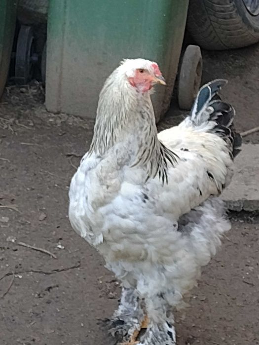 Oua brahma pt incubator ( clocit)