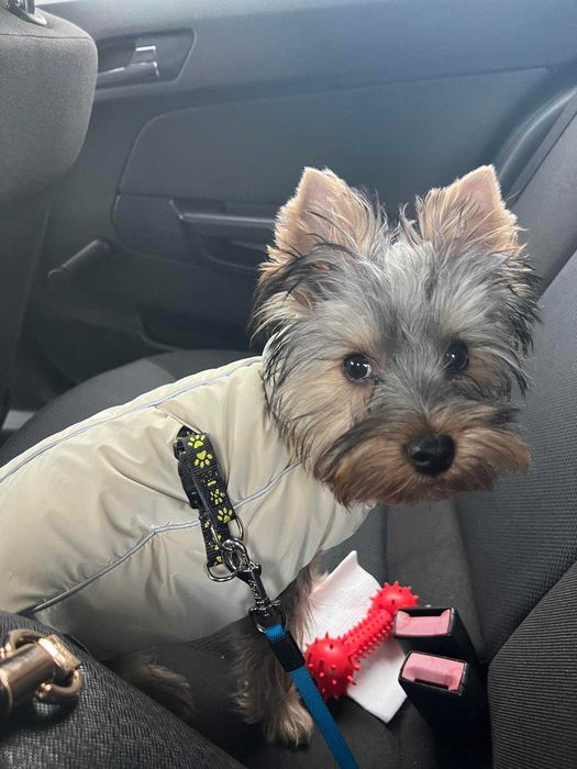 Продавам Йоркширски териер