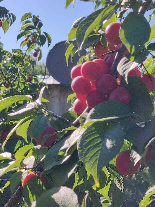 Продам дачу в СО Колос