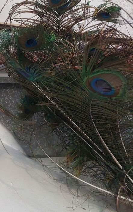 Живые Перья павлина декор