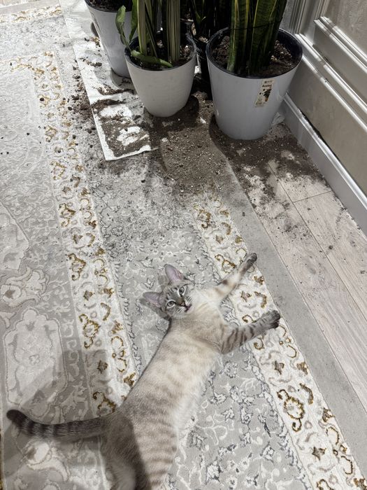 Пропала     Кошка