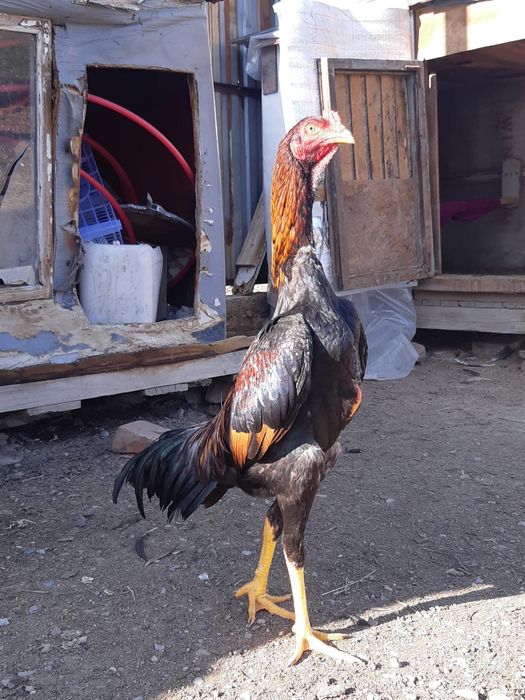 Бойцовие петушки