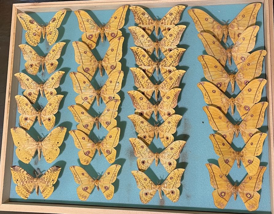 Колекция насекоми пеперуди