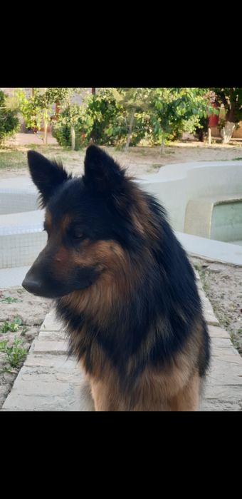 Немецкая овчарка вязка