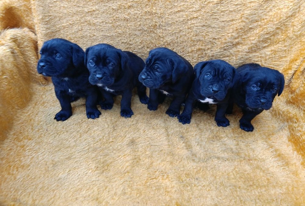 Кане Корсо с Паспорт и Ваксина !