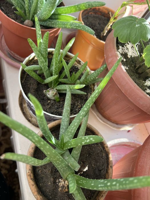 Лечебный алоэ молодой