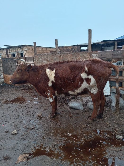 Буаз жас сүтті сиыр сатылады