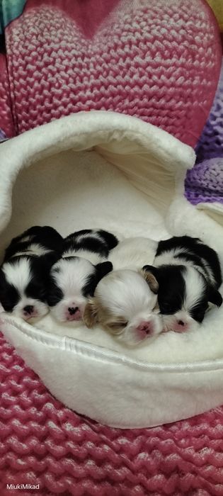 Щенки японского хина.