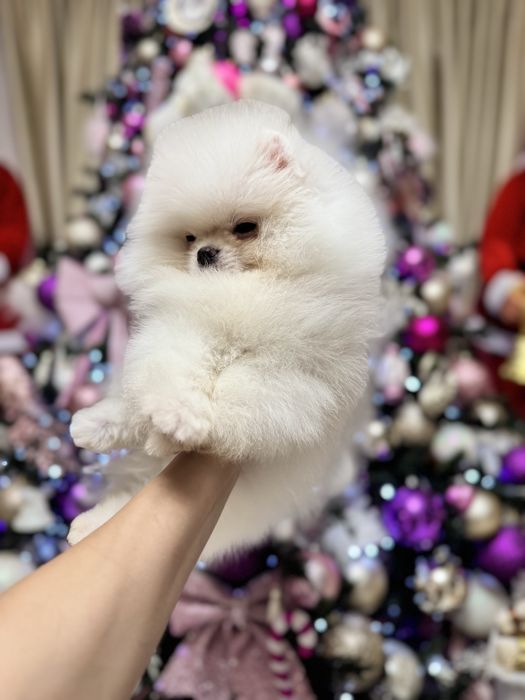 Pomeranian Fci pedigree