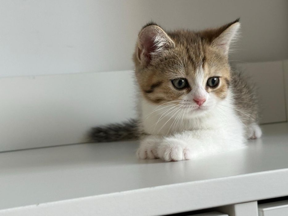 American shorthair puiut