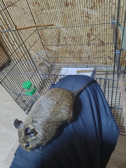 Белки  дегу по 10000 тг