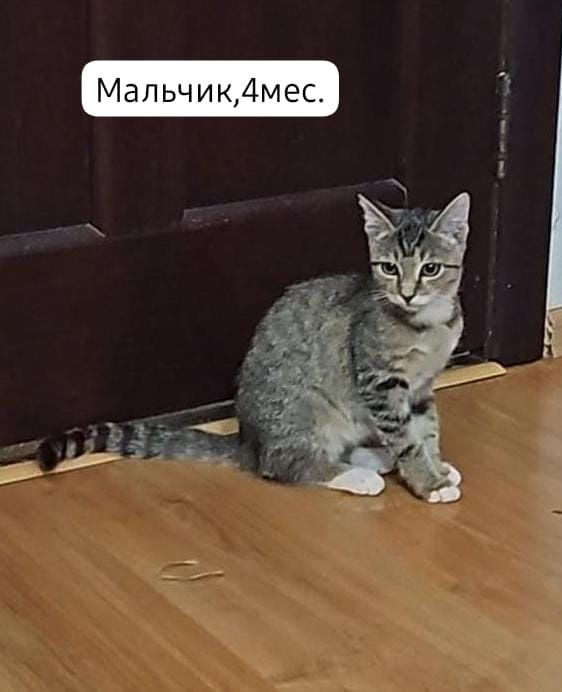 Котята бесплатно⁹