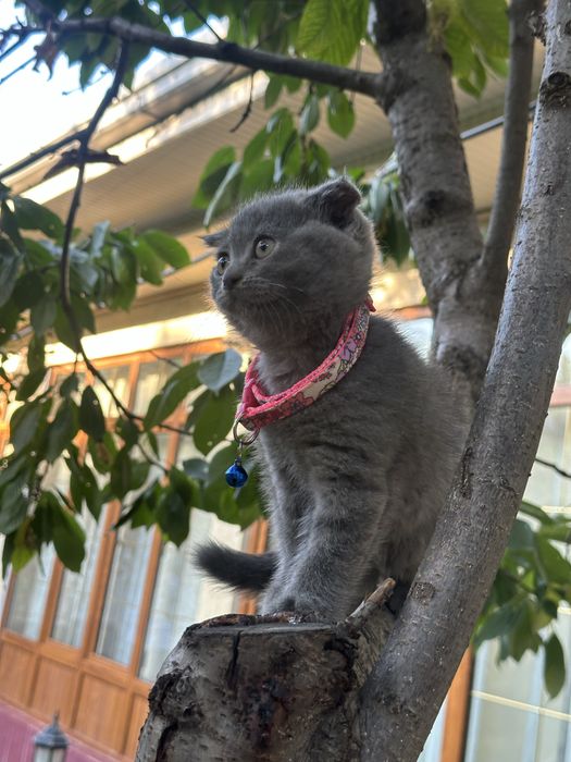 skotish fold котята