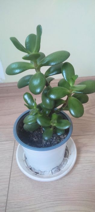 Стайно Цвете Красула  Дървото на Живота