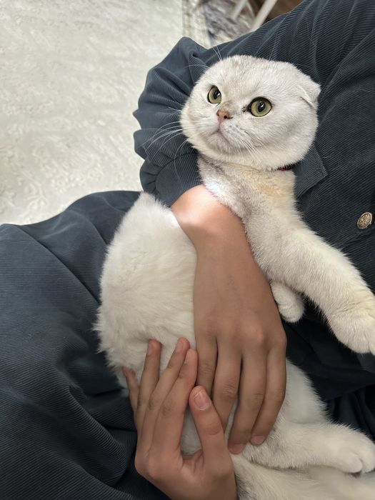 Viyazka!!! Erkak mushuk