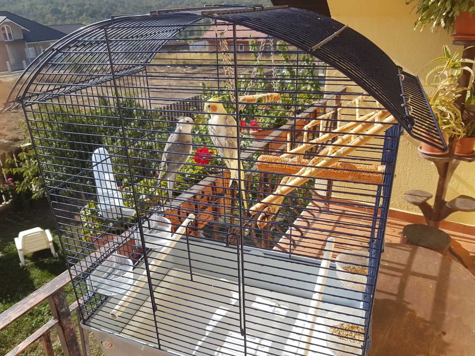 Vând nimfe cu tot cușcă