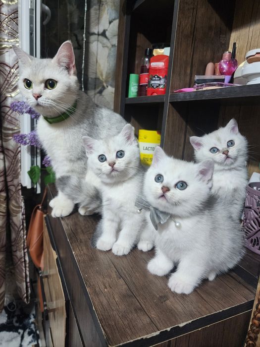 серебристый шиншилла